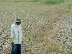 Ribuan Hektar Sawah di Mateng Butuh Irigasi