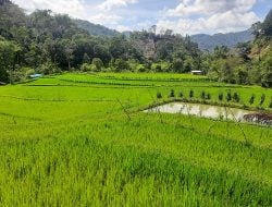 Petani Mengeluh, Jatah Pupuk Bersubsidi Berkurang