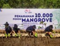 Peringati Dua Dekade Gerakan APU PPT Indonesia, BRI dan PPATK Tanam 10.000 Mangrove di Bali