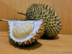 Pemkab Polman Anggarkan Rp234 Juta Bantuan Bibit Durian