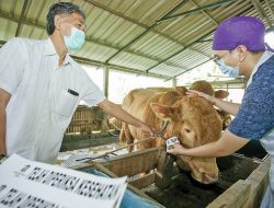 Hadapi Wabah PMK, Pemerintah Impor Vaksin untuk Kondisi Darurat