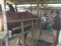 Bobotnya 1.027 Kg, Sapi Pak Ahmad Dilirik Jadi Kurban Presiden