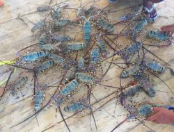 ACK Terbukti Monopoli Ekspor Benih Bening Lobster