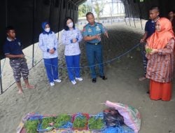 Rangkaian Bintahwilmar, Lanal Mamuju Uji Coba Budidaya Rumput Laut