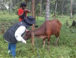 Antisipasi Virus Jembrana, Polman Perketat Pengawasan