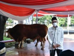 Wapres Ma’ruf Amin Salurkan Sapi 1 Ton ke Masjid Istiqlal Jakarta