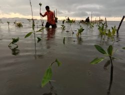 Tanam Mangrove Lindungi Pemukiman di Pantai Lantora