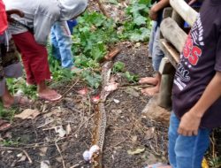 Piton Empat Meter Resahkan Warga Pamboang