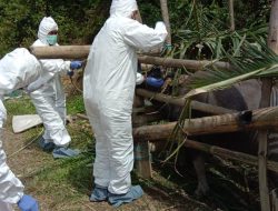 Temukan 12 Kerbau Bergejala PMK di Mamasa, Tunggu Hasil Uji Lab