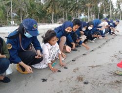 HUT RI, Komunitas Sahabat Penyu Gelar Lomba Hingga Pelepasan Tukik 