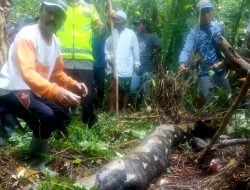 Jasad Wanita Petani Karet Ditemukan Tewas dalam Perut Ular Piton