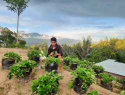 Kebun Strawberry Hadir di Mamasa, Manfaatkan Lahan Bangun Agrowisata