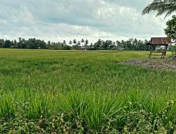 Diduga Terdampak Lindih TPA, Dua Hektar Sawah Gagal Panen