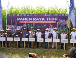 Berkat Program Agrosolution, Pupuk Kaltim Panen Raya Tebu di Sleman