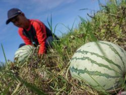 Menuju kebangkitan petani Indonesia