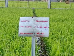 BBTPH Target Produksi Benih Padi 70 Ton