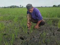 Gejala El-Nino: Puluhan Hektar Lahan di Matakali Kering, Taman Padi Terancam Puso