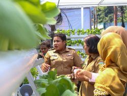 Intip Kisah BRInita di Jayapura, Urban Farming Jadi Gaya Baru Bertani di Lahan Sempit