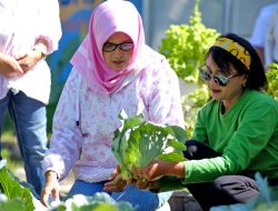 Sukses Bertani di Kota bersama BRI, Kisah Mrican Caturtunggal di Yogyakarta
