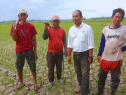 Ratusan Hektar Sawah di Polman Kekeringan, Tim POPT Usulkan Pompanisasi