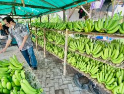 Cerita Klaster Pisang Cavendish di Pasuruan, dari Lahan Non Produktif Kini Jadi Lahan Usaha yang Terus Berkembang