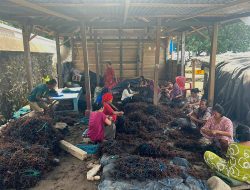 Klaster Usaha Rumput Laut Kampung Pogo, UMKM Binaan BRI yang Dorong Perekonomian Nelayan Pesisir Sulawesi Selatan