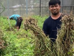 DTPHP Sulbar Panen Perdana Benih Sumber Kacang Tanah