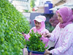 Lewat BRI Peduli – BRInita, Kelompok Dasawisma Pisang di Palembang Sulap TPS Liar Jadi Urban Farming