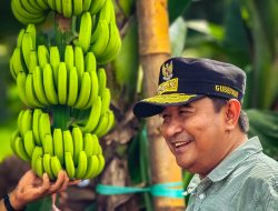 Sulbar Siap Kembangkan Pisang Celavendish