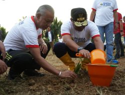 Pemprov Sulbar Lakukan Penanaman Sukun di Mamuju Tengah