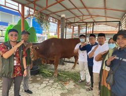 Bantuan Sapi Jokowi Tiba di Mateng, Diserahkan ke Pengurus Masjid Raya Nurul Hidayah