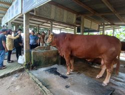 Sapi Kurban Presiden Jokowi di Sulbar, Dibeli di Wonomulyo  Seharga Rp 100 Juta