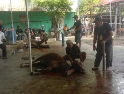 Sembelih 1.342 Ekor Sapi dan Kambing,  Wonomulyo Terbanyak Hewan Kurban di Polman