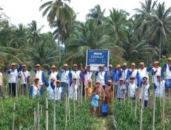 Demplot Pupuk Kaltim Tingkatkan Hasil Cabai Parigi Moutong