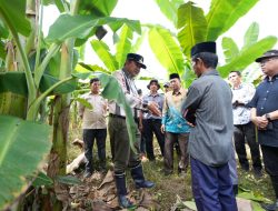 Pj Bahtiar Boyong OPD Pemprov Sulbar Studi Lapang Pisang di Tanralili Maros