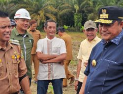 Makin Diminati, Dua Desa di Pasangkayu Kembangkan Pisang Cavendish