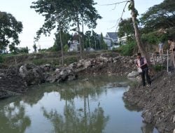 50 Ribu Ekor Nila Disemai di Kolam Ikan Pemprov Sulbar