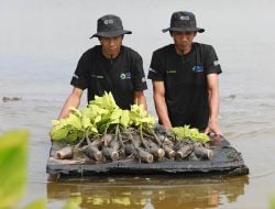 Upaya Nyata Menyelamatkan Lahan Kritis Akibat Abrasi, BRI Salurkan Ribuan Bibit Mangrove Kelompok Tani di Muaragembong