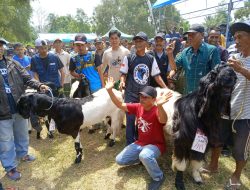 Gelar Kontes Kambing, Polman Siap Jadi Penyupali Ternak ke IKN