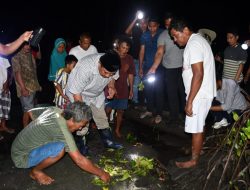 Pemprov Sulbar Tebar Kepiting di Hutan Bakau Pantai Sumare