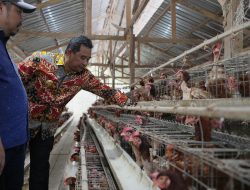 Tengok Ternak Ayam di Saletto, Bahtiar Bawa Bank Beri Kemudahan Akses Modal Untuk Warga