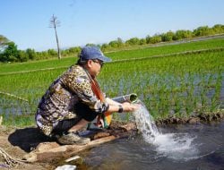 Program Pompanisasi Berhasil Naikkan Produksi Beras Agustus-Oktober