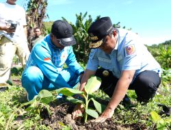 Jadikan Sukun Sumber Gizi Alternatif Bagi Masyarakat