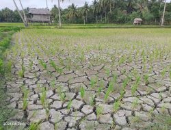 Puluhan Hektare Padi di Polman, Terancam Gagal Panen