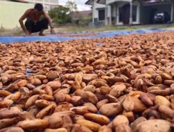 Forum Petani Kakao Keluhkan Dana Premi Bonus yang Belum Dibayar Aji Assul
