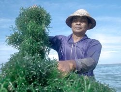 Pemberdayaan BRI Tingkatkan Skala Usaha Klaster Usaha Rumput Laut Semaya di Nusa Penida