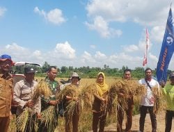 Demplot Pupuk Kaltim Tingkatkan Produktivitas Padi Kapuas Secara Signifikan