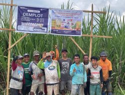 Demplot Pupuk Kaltim Pacu Produktivitas Tebu Gorontalo