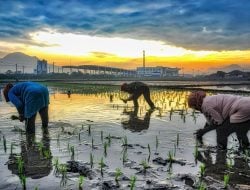 Peran Aktif BRI Dukung Ketahanan Pangan, Salurkan Kredit Senilai Rp199,83 Triliun Di Sektor Pertanian