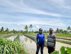 Upaya Tak Kenal Lelah BRI Berdayakan Kelompok Usaha Tanah Miring Merauke